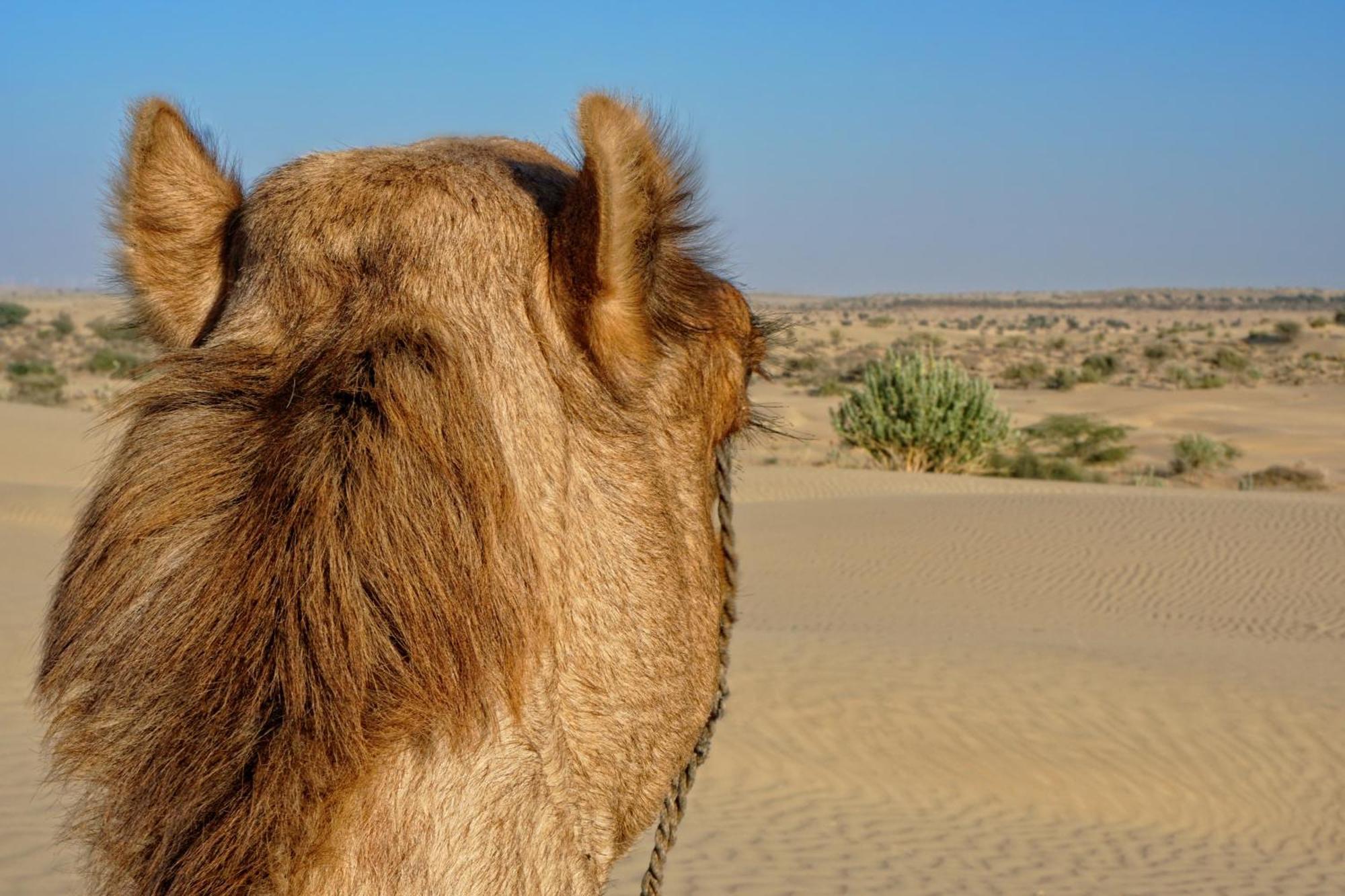 Hotel Royal Jaisalmer Ngoại thất bức ảnh
