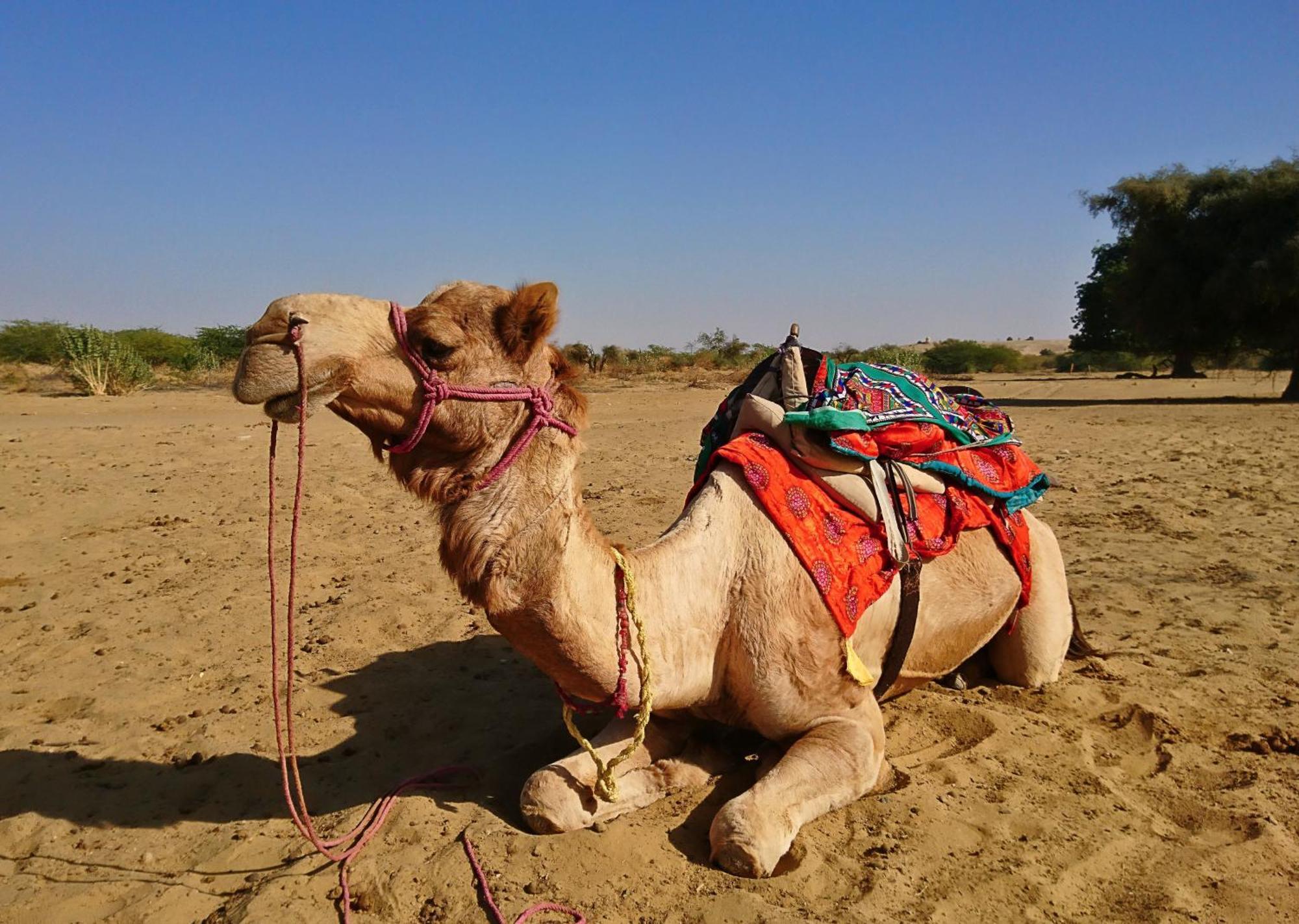 Hotel Royal Jaisalmer Ngoại thất bức ảnh