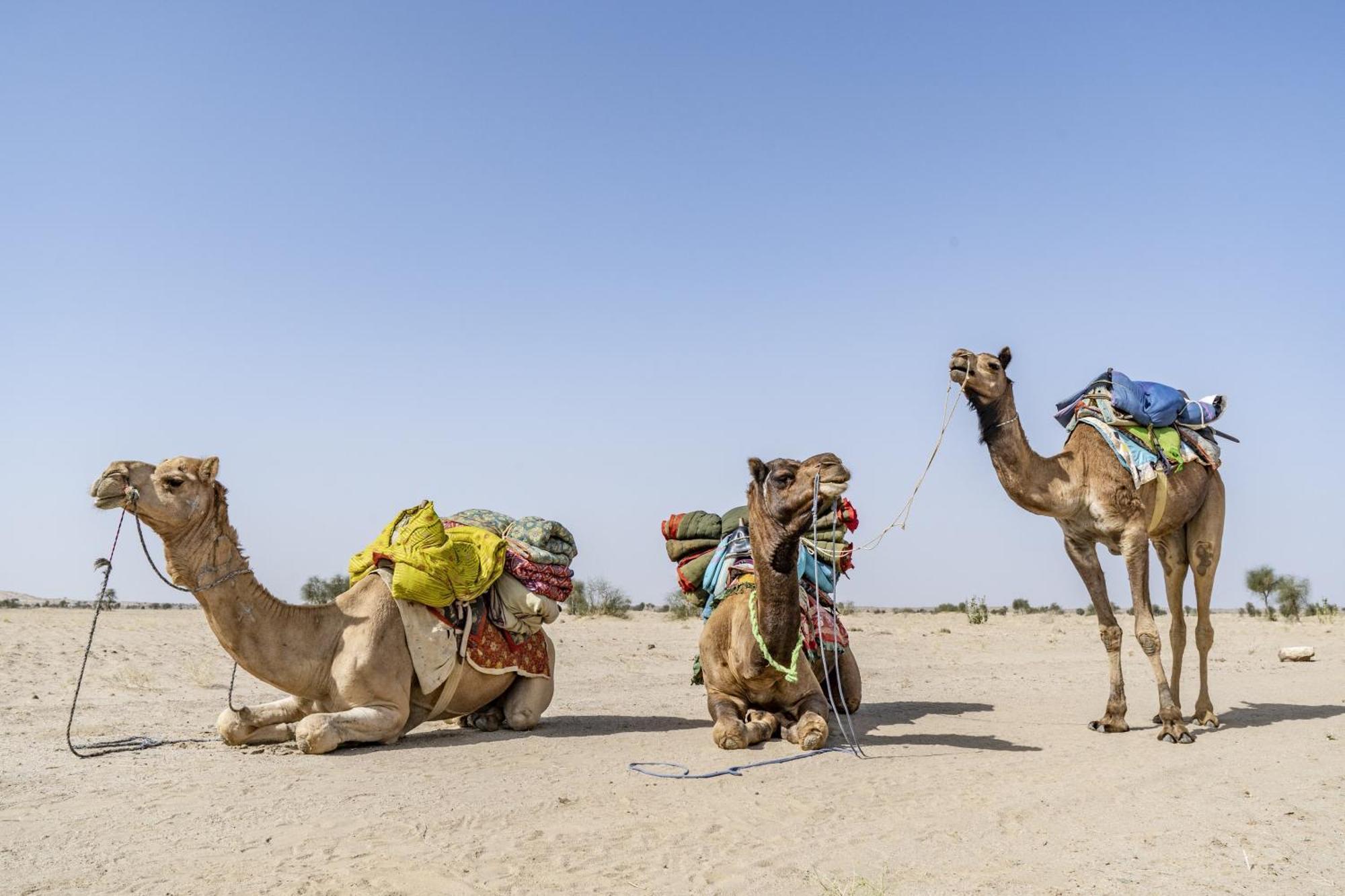 Hotel Royal Jaisalmer Ngoại thất bức ảnh